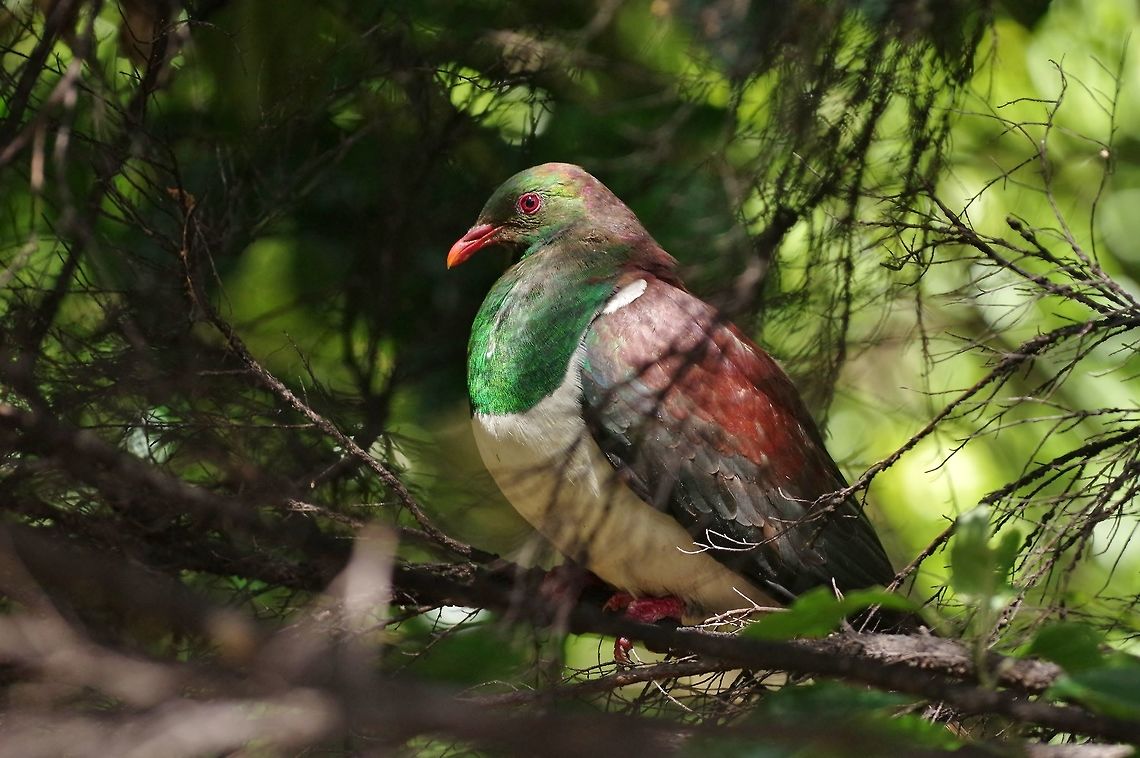 New Zealand pigeon / Kereru (Hemiphaga novaeseelandiae) Tawharanui Reserve, New Zealand. 27 Dec 2016. Geotagged,Hemiphaga novaeseelandiae,New Zealand,New Zealand pigeon,Summer
