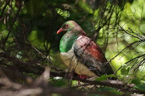 New Zealand pigeon / Kereru (Hemiphaga novaeseelandiae) Tawharanui Reserve, New Zealand. 27 Dec 2016. Geotagged,Hemiphaga novaeseelandiae,New Zealand,New Zealand pigeon,Summer