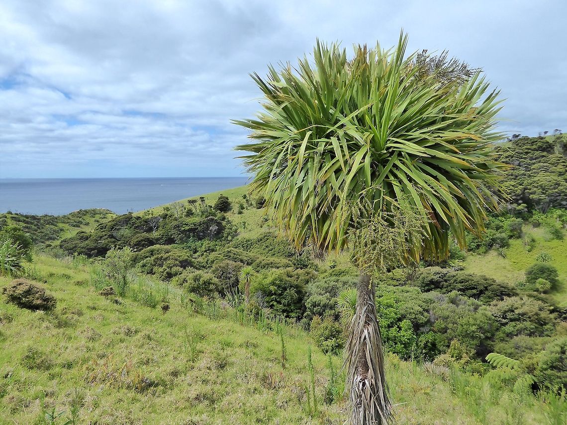 Cabbage tree (Cordyline australis) Tawharanui Regional Park, New Zealand. Dec 27, 2016 Cabbage tree,Cordyline australis,Geotagged,New Zealand,Summer