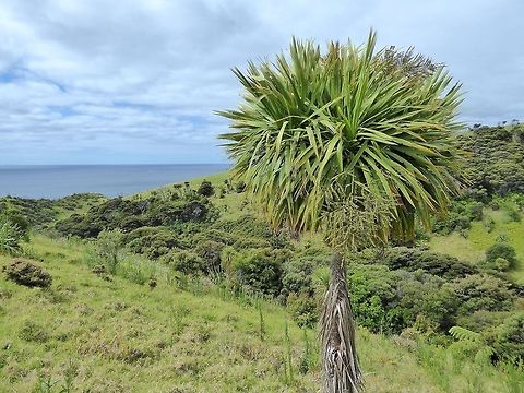 Cabbage tree (Cordyline australis) Tawharanui Regional Park, New Zealand. Dec 27, 2016 Cabbage tree,Cordyline australis,Geotagged,New Zealand,Summer