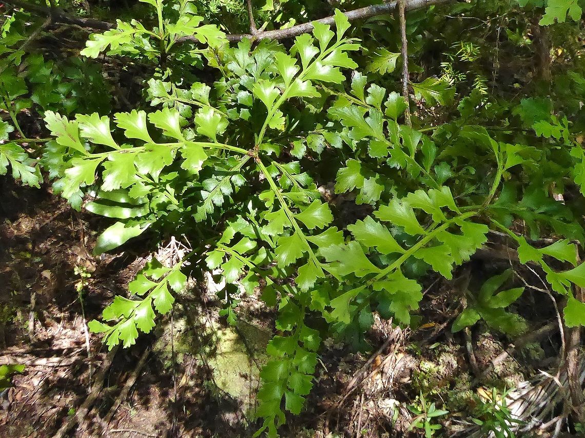 Celery pine (Phyllocladus trichomanoides) Tawharanui Reserve, New Zealand. 27 Dec 2016. Geotagged,New Zealand,Phyllocladus trichomanoides,Summer,Tanekaha,Winter
