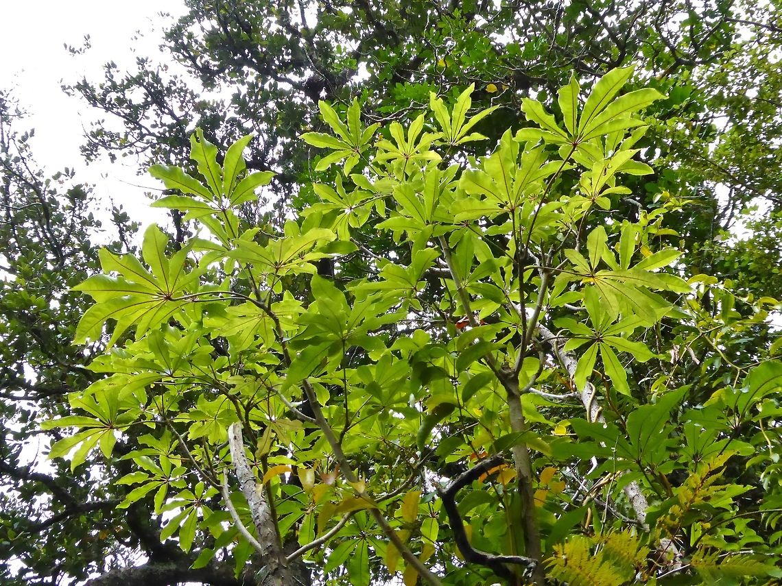 Pate / Seven-finger (Schefflera digitata) Ngaiotonga Scenic Reserve, New Zealand. Dec 29, 2016. Geotagged,New Zealand,Patē,Schefflera digitata,Seven Finger,Summer,Winter