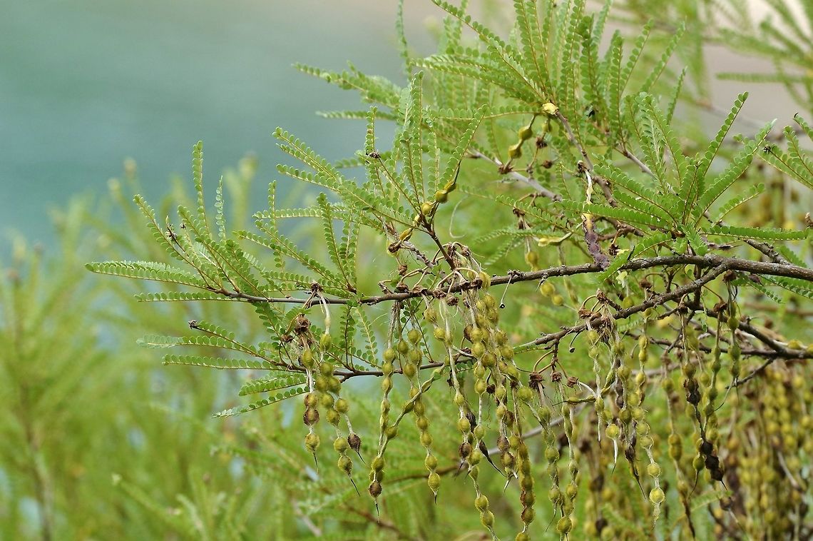 Kowhai (Sophora microphylla) Whale Bay, Matapouri, New Zealand. Dec 28, 2016. Geotagged,New Zealand,Sophora microphylla,Summer