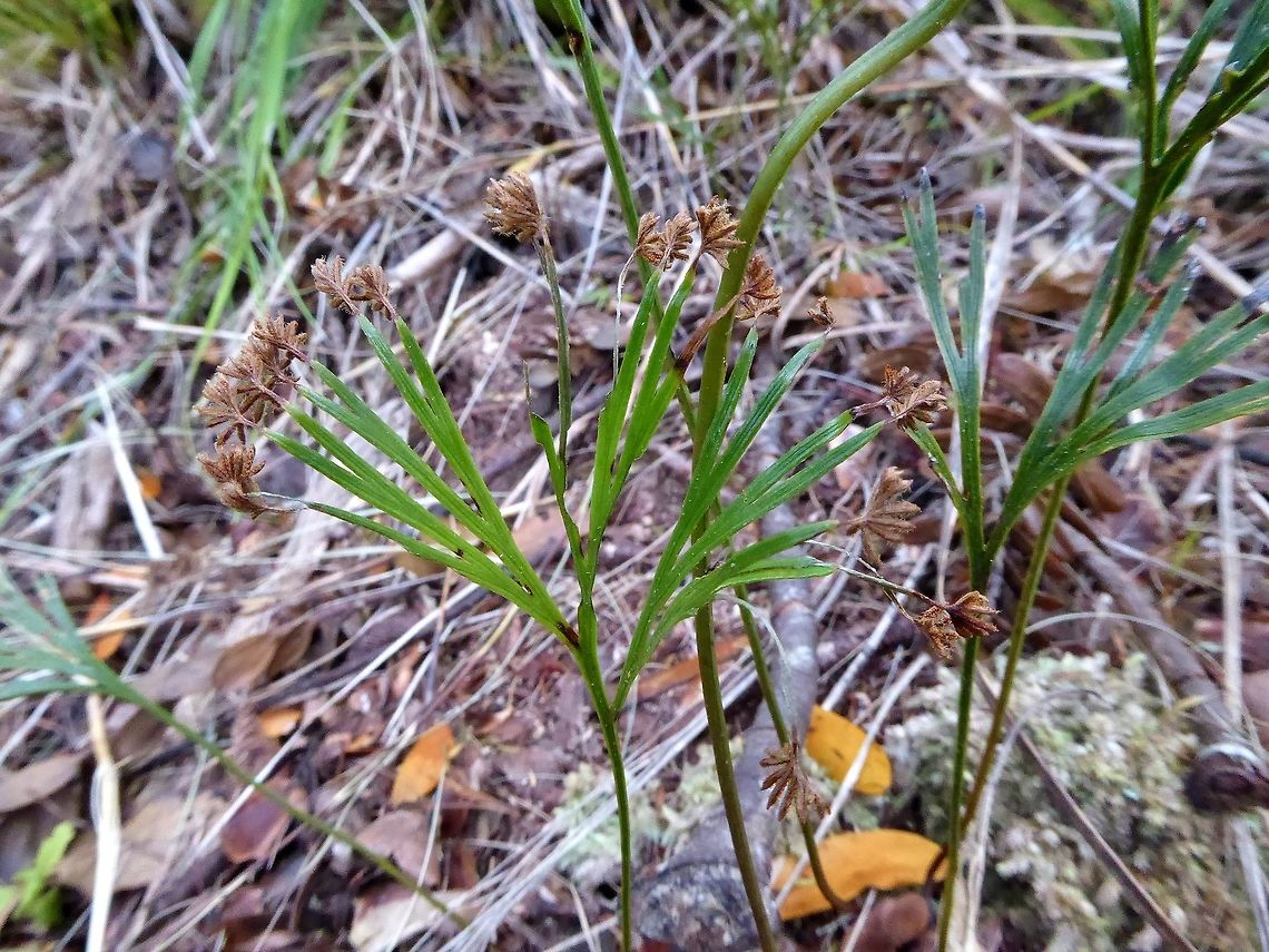Schizaea dichotoma (Schizaeaceae) Ngaiotonga Scenic Reserve, New Zealand. Dec 29, 2016. Geotagged,New Zealand,Schizaea dichotoma,Summer