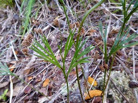 Schizaea dichotoma (Schizaeaceae) Ngaiotonga Scenic Reserve, New Zealand. Dec 29, 2016. Geotagged,New Zealand,Schizaea dichotoma,Summer