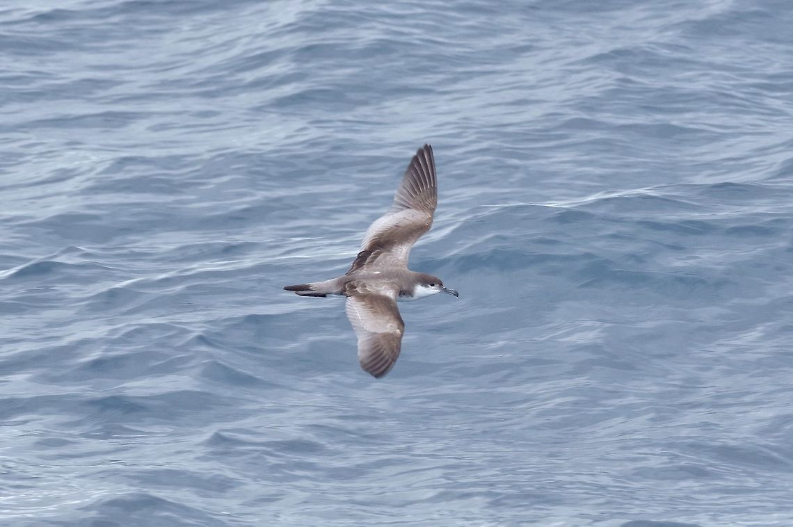 Buller's shearwater (Ardenna bulleri) Poor Knights Islands, New Zealand. Dec 28, 2016. Ardenna bulleri,Buller's shearwater,Geotagged,New Zealand,Summer