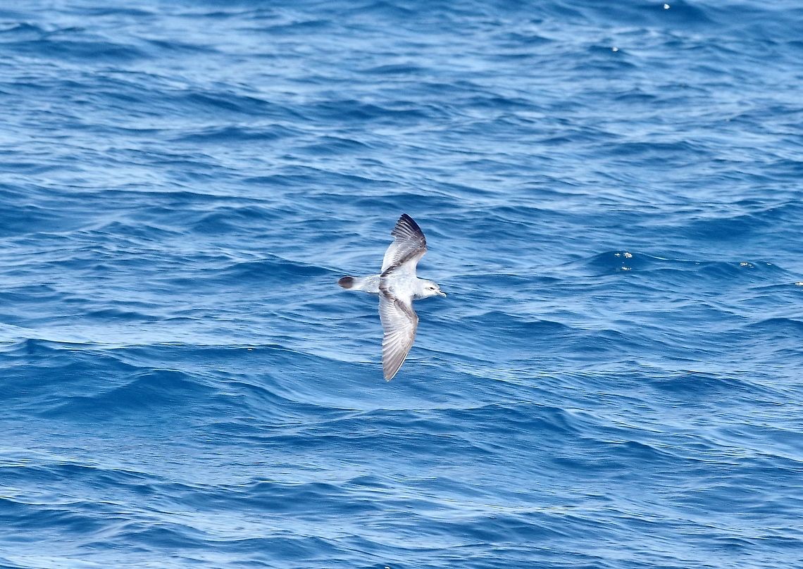 Fairy prion (Pachyptila turtur) Poor Knights Islands, New Zealand. Dec 28, 2016. Fairy prion,Geotagged,New Zealand,Pachyptila turtur,Summer