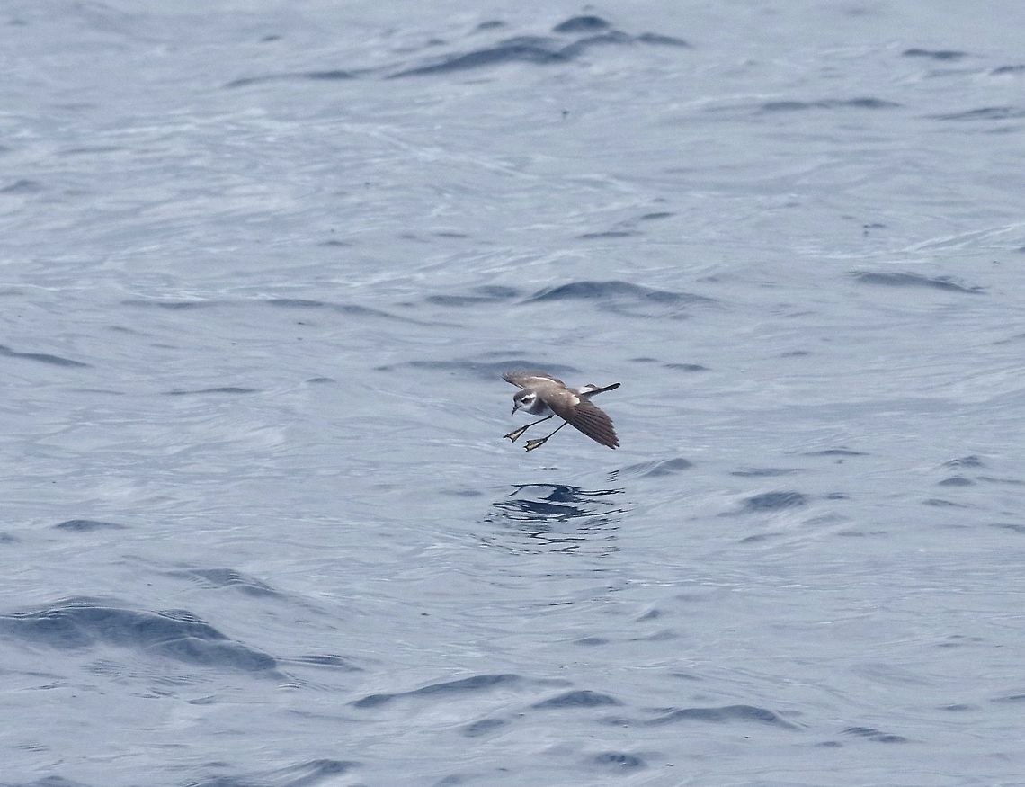 White-faced storm petrel (Pelagodroma marina) Poor Knights Islands, New Zealand. Dec 28, 2016. Geotagged,New Zealand,Pelagodroma marina,Summer,White-faced storm petrel