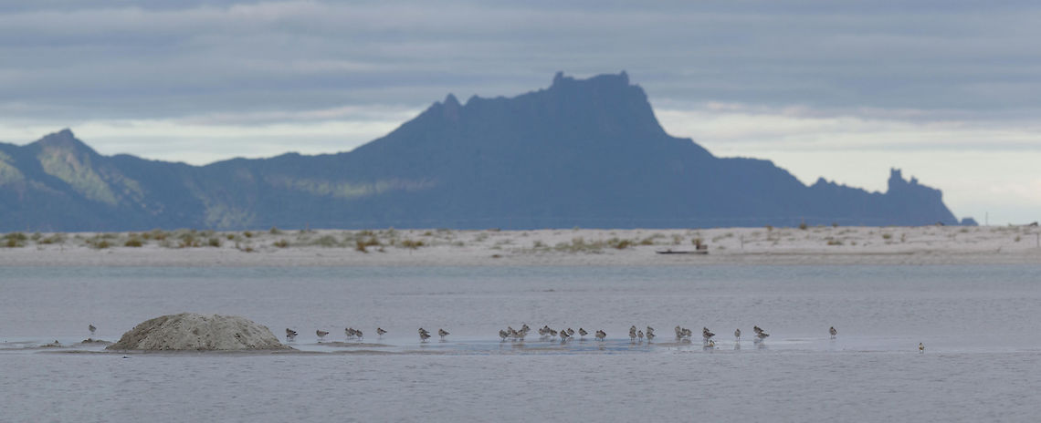 Bar-tailed Godwits (Limosa lapponica) Waipu sandspit, New Zealand. Dec 27, 2016. Bar-tailed Godwit,Geotagged,Limosa lapponica,New Zealand,Summer