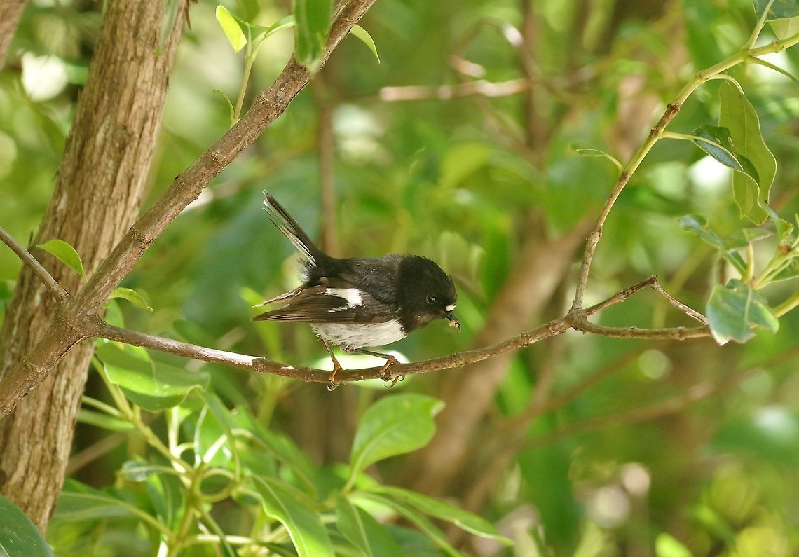 Tomtit (Petroica macrocephala) Waipoua forest, New Zealand. Dec 31, 2016. Geotagged,New Zealand,Petroica macrocephala,Summer,Tomtit