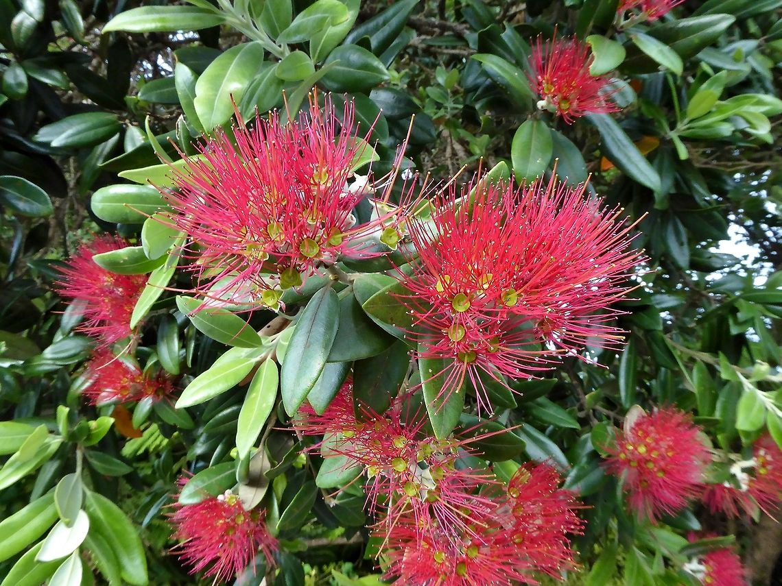Pōhutukawa (Metrosideros excelsa) Whale Bay, Matapouri, New Zealand. Dec 28, 2016. Geotagged,Metrosideros excelsa,New Zealand,Pōhutukawa,Summer
