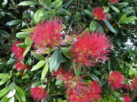 Pōhutukawa (Metrosideros excelsa) Whale Bay, Matapouri, New Zealand. Dec 28, 2016. Geotagged,Metrosideros excelsa,New Zealand,Pōhutukawa,Summer