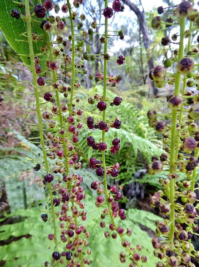 Coriaria arborea (Coriariaceae) Waipoua forest, New Zealand. Dec 31, 2016.<br />
The most poisonous plant in New Zealand. Coriaria arborea,Geotagged,New Zealand,Summer