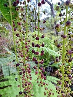 Coriaria arborea (Coriariaceae) Waipoua forest, New Zealand. Dec 31, 2016.
The most poisonous plant in New Zealand. Coriaria arborea,Geotagged,New Zealand,Summer