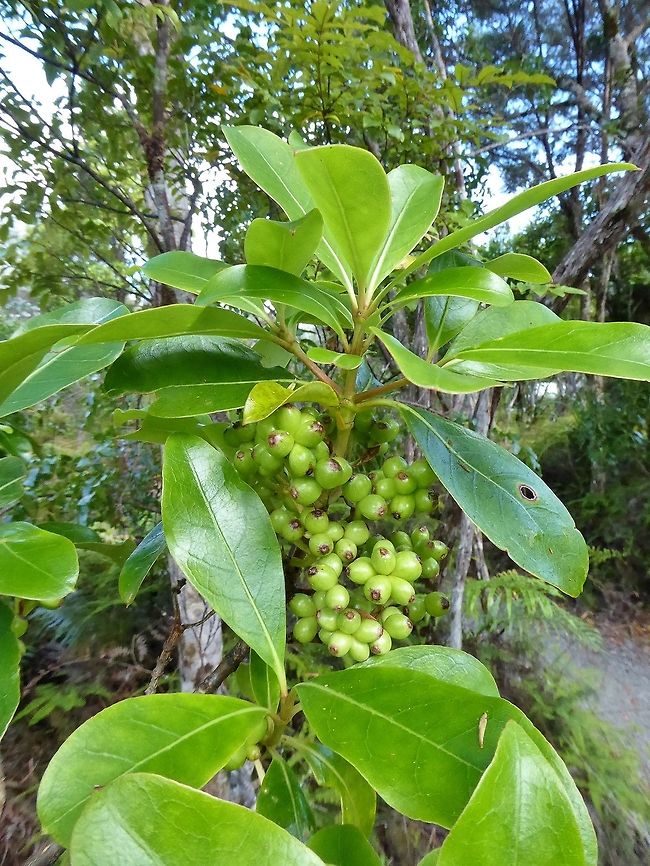 Karamu (Coprosma robusta) Waipoua forest, New Zealand. Dec 31, 2016. Coprosma robusta,Geotagged,New Zealand,Summer