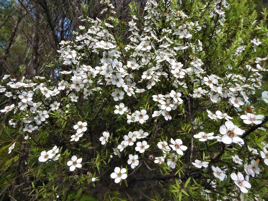 Manuka (Leptospermum scoparium) Waipoua forest, New Zealand. Dec 31, 2016. Geotagged,Leptospermum scoparium,New Zealand,Summer