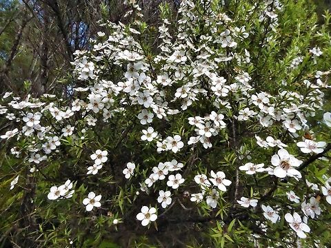 Manuka (Leptospermum scoparium) Waipoua forest, New Zealand. Dec 31, 2016. Geotagged,Leptospermum scoparium,New Zealand,Summer
