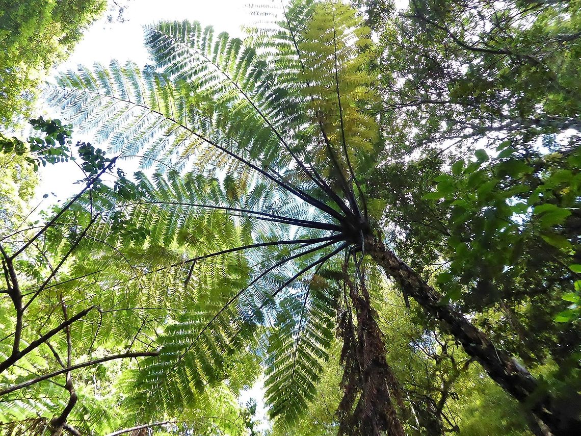 Mamaku / Black tree fern (Cyathea medullaris) Waipoua forest, New Zealand. Dec 31, 2016. Black tree fern,Cyathea medullaris,Geotagged,New Zealand,Summer