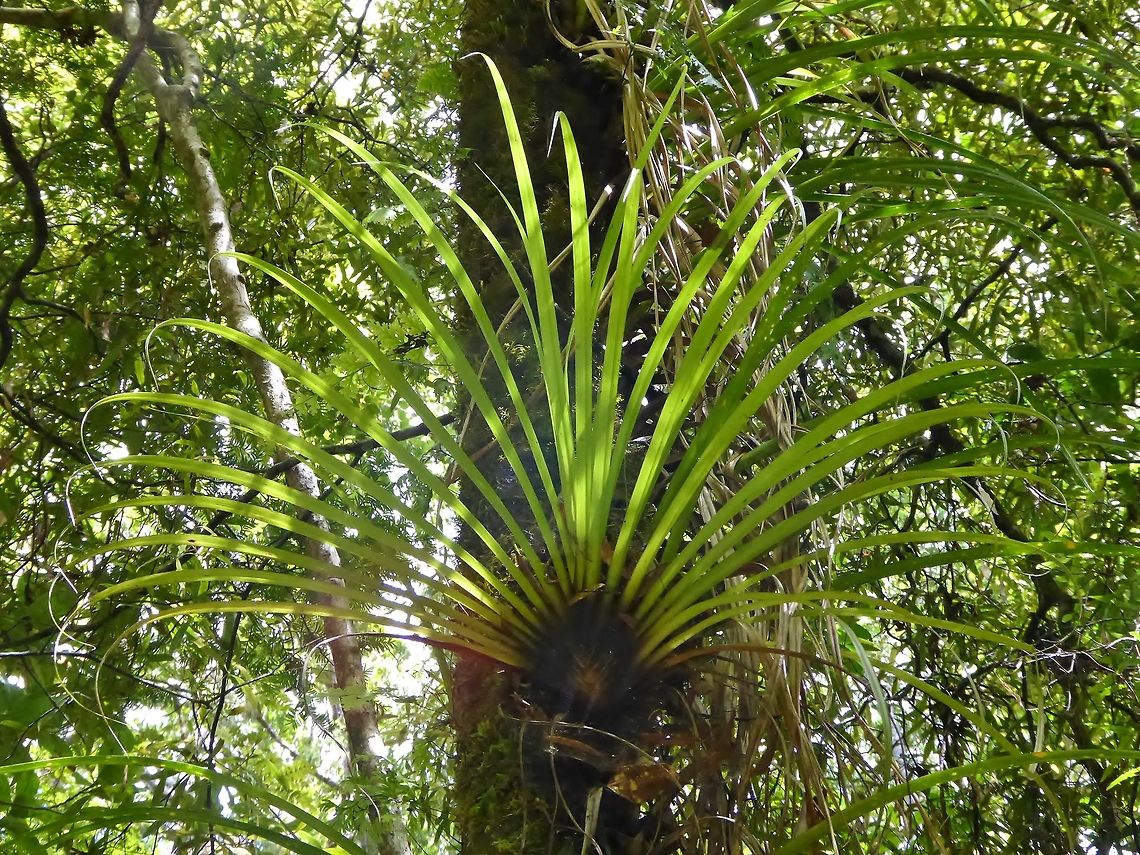 Widow maker (Collospermum hastaum) Waipoua forest, New Zealand. Dec 31, 2016.<br />
<br />
Plants can grow into large and very heavy masses which are frequently perched on branches high up in tall trees. Those masses often fall to the ground and continue to grow there. It is because of the potential danger posed to humans by such a falling mass that Collospermum hastatum was known to men working in New Zealand forests in years past as the &ldquo;Widow Maker&rdquo;. Collospermum hastatum,Geotagged,Kahakaha,New Zealand,Summer