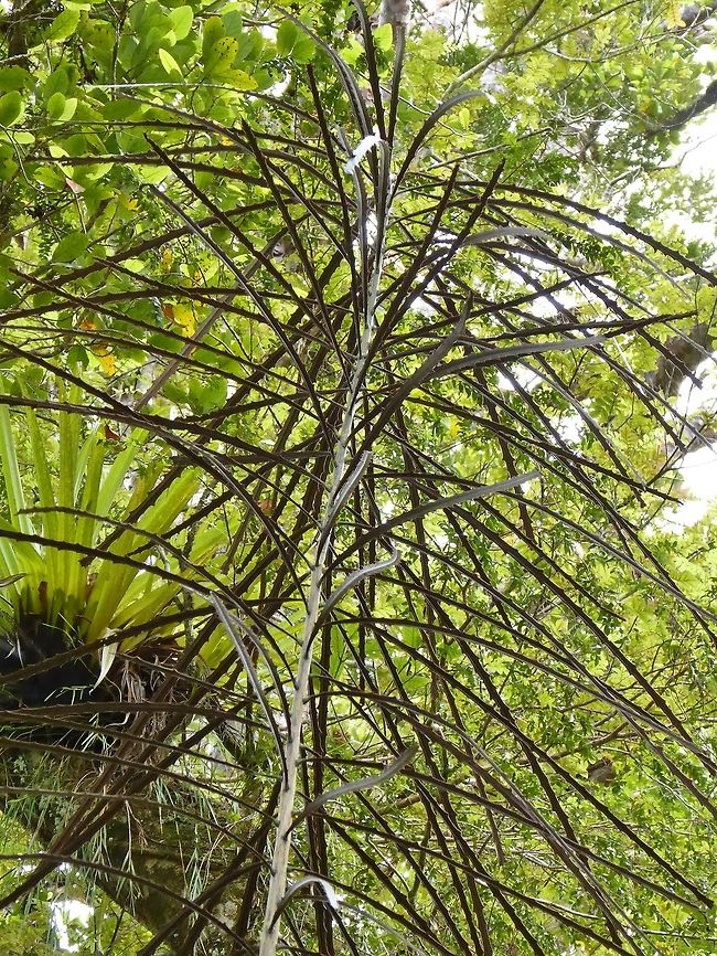 Lancewood / Horoeka (Pseudopanax crassifolius) Waipoua forest, New Zealand. Dec 31, 2016. Geotagged,New Zealand,Pseudopanax crassifolius,Summer