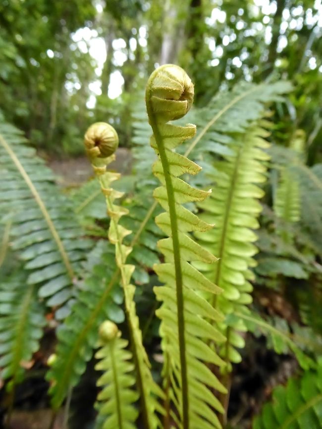 Kiokio / Crown fern (Blechnum discolor) Waipoua forest, New Zealand. Dec 31, 2016. Blechnum discolor,Crown fern,Geotagged,New Zealand,Summer
