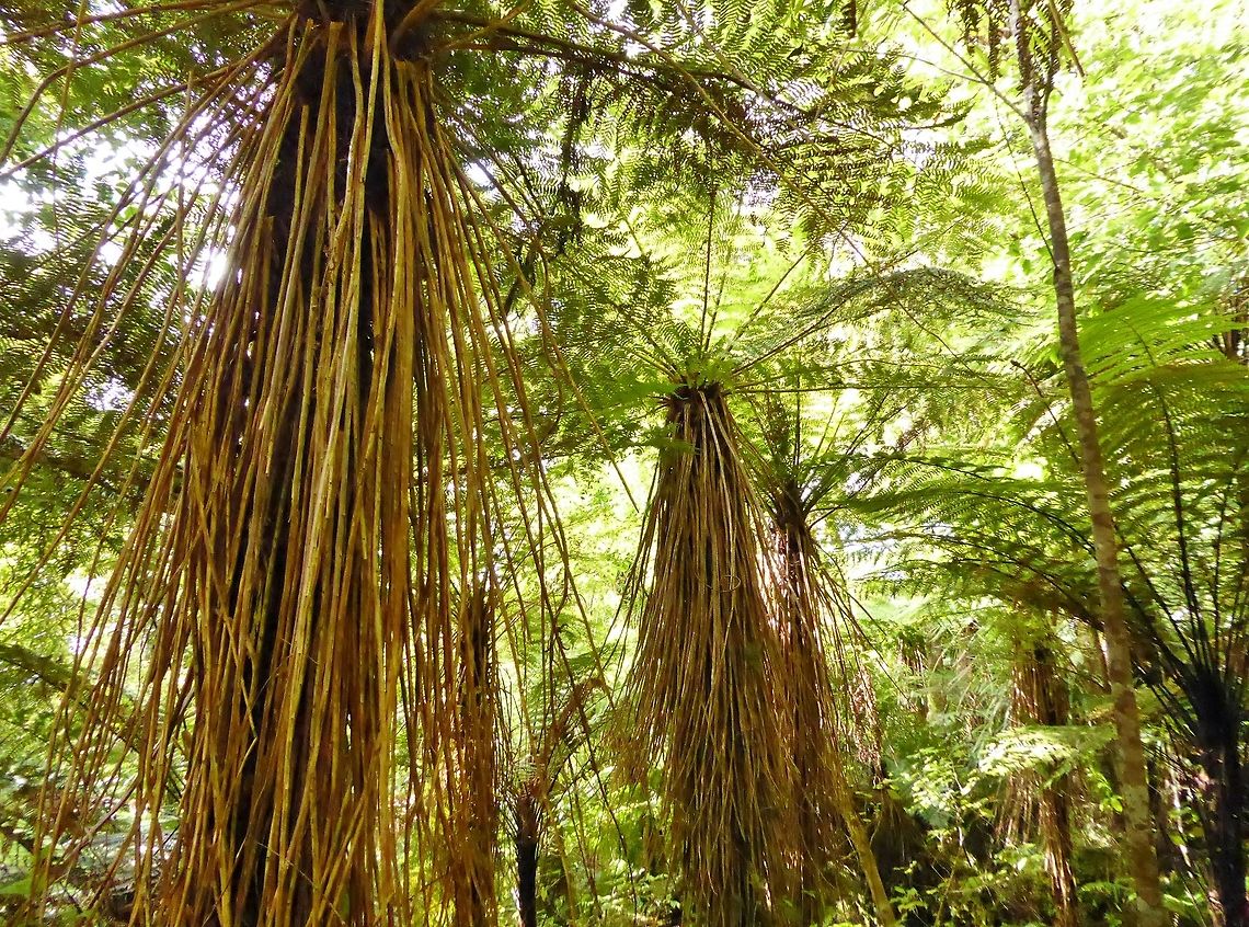 Soft tree fern (Cyathea smithii) Pupu Rangi sanctuary, New Zealand. Dec 31, 2016. Cyathea smithii,Geotagged,New Zealand,Summer