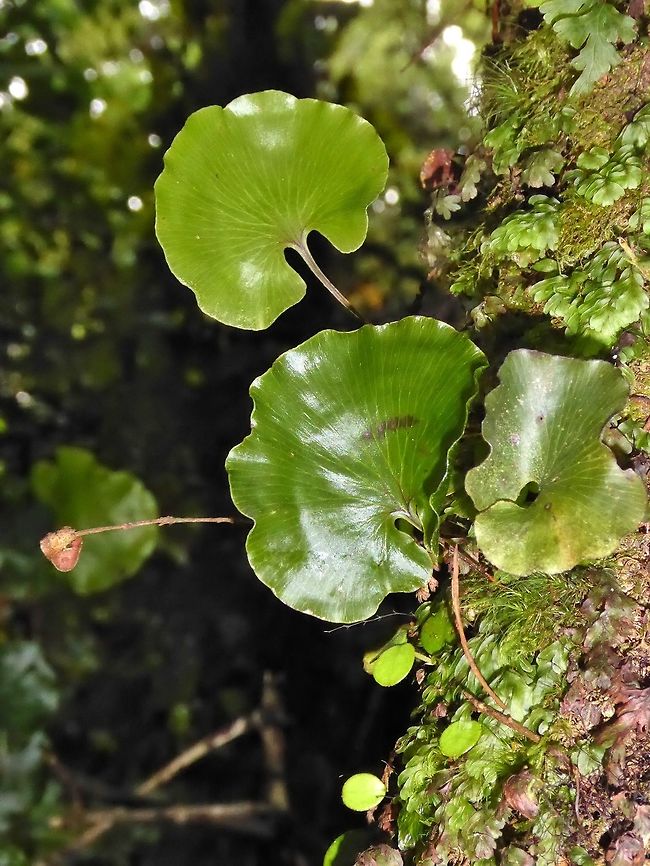 Kopakopa / Kidney fern (Hymenophyllum nephrophyllum) Pupu Rangi sanctuary, New Zealand. Dec 31, 2016. Geotagged,Hymenophyllum nephrophyllum,Kidney fern,New Zealand,Summer