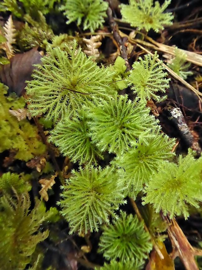 Umbrella moss (Hypopterygium commutatum) Pupu Rangi sanctuary, New Zealand. Dec 31, 2016. Geotagged,Hypopterygium commutatum,New Zealand,Summer