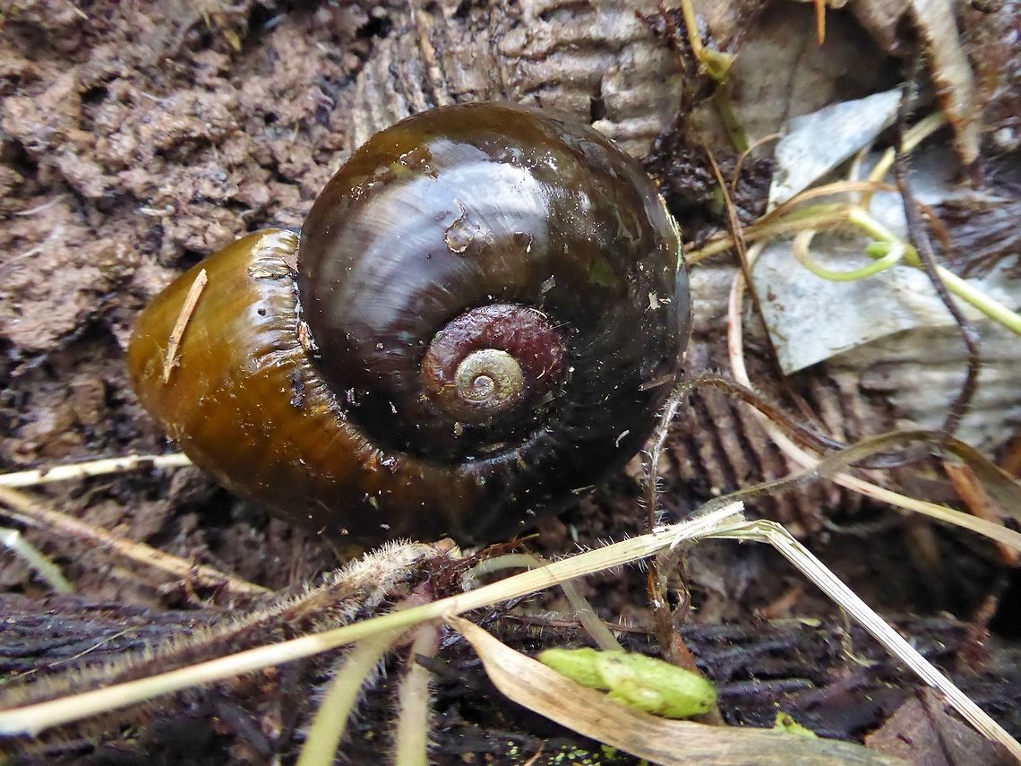 Pupurangi / Giant kauri snail (Paryphanta busbyi) Pupu Rangi sanctuary, New Zealand. Dec 31, 2016. Geotagged,New Zealand,Paryphanta busbyi,Summer