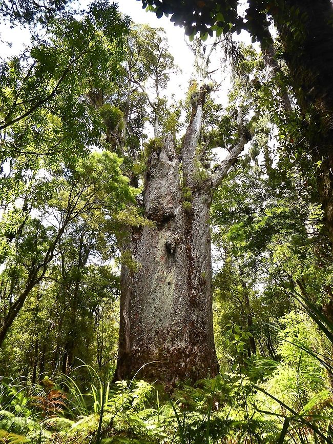 Kauri (Agathis australis) Waipoua forest, New Zealand. Dec 31, 2016. Agathis australis,Big trees,Geotagged,New Zealand,Summer