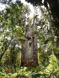 Kauri (Agathis australis) Waipoua forest, New Zealand. Dec 31, 2016. Agathis australis,Big trees,Geotagged,New Zealand,Summer