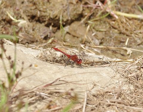 Wandering percher (Diplacodes bipunctata) Waro Lake, New Zealand. Dec 29, 2016. Diplacodes bipunctata,Geotagged,New Zealand,Summer