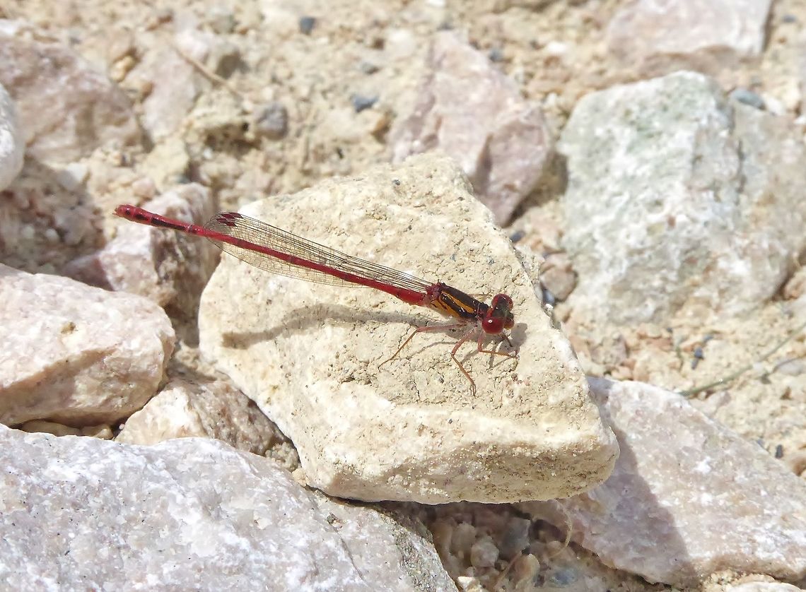Red coat damselfly (Xanthocnemis zealandica) Waro Lake, New Zealand. Dec 29, 2016. Geotagged,New Zealand,Summer,Xanthocnemis zealandica