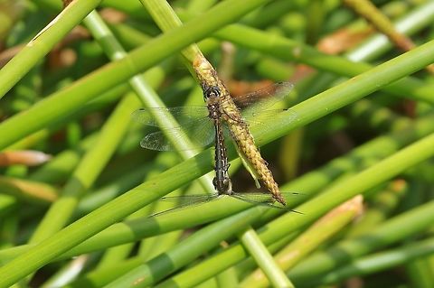 Australian emerald (Hemicordulia australiae) Waro Lake, New Zealand. Dec 29, 2016. Geotagged,Hemicordulia australiae,New Zealand,Summer