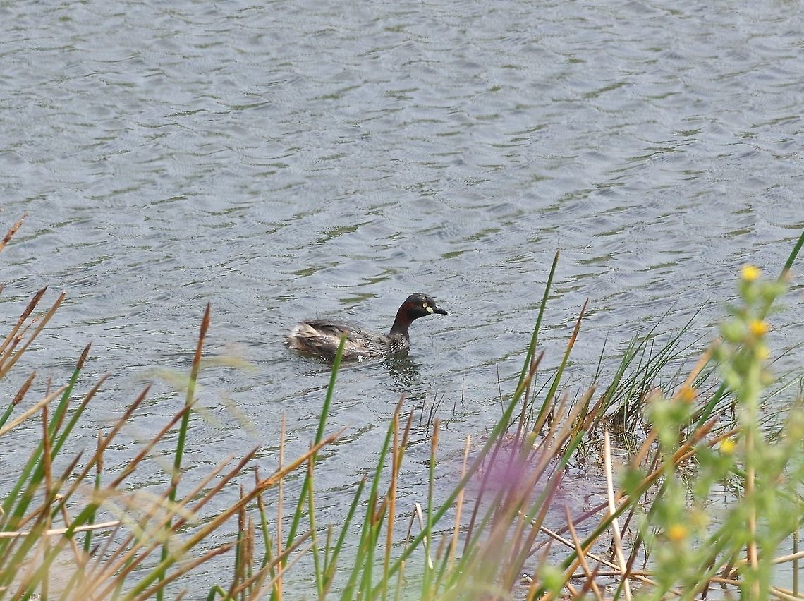 Australasian grebe (Tachybaptus novaehollandiae) Waro Lake, New Zealand. Dec 29, 2016. Australasian grebe,Geotagged,New Zealand,Summer,Tachybaptus novaehollandiae