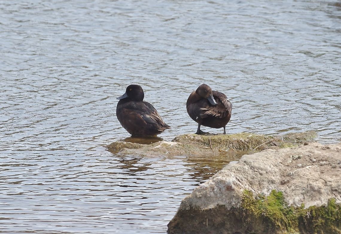 New Zealand scaup (Aythya novaeseelandiae) Waro Lake, New Zealand. Dec 29, 2016. Aythya novaeseelandiae,Geotagged,New Zealand,New Zealand scaup,Summer
