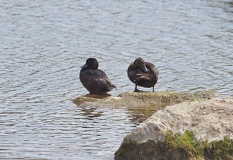 New Zealand scaup (Aythya novaeseelandiae) Waro Lake, New Zealand. Dec 29, 2016. Aythya novaeseelandiae,Geotagged,New Zealand,New Zealand scaup,Summer