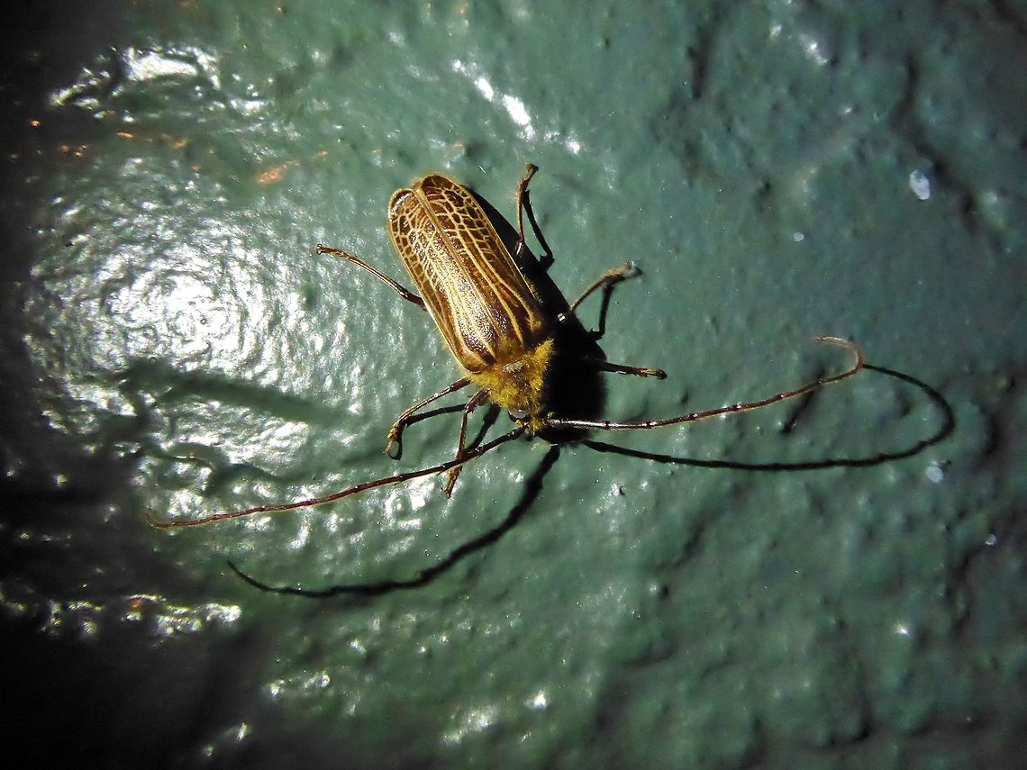Huhu beetle (Prionoplus reticularis) Trounson Kauri Park, New Zealand. Dec 30, 2016. Geotagged,Huhu beetle,New Zealand,Prionoplus reticularis,Summer