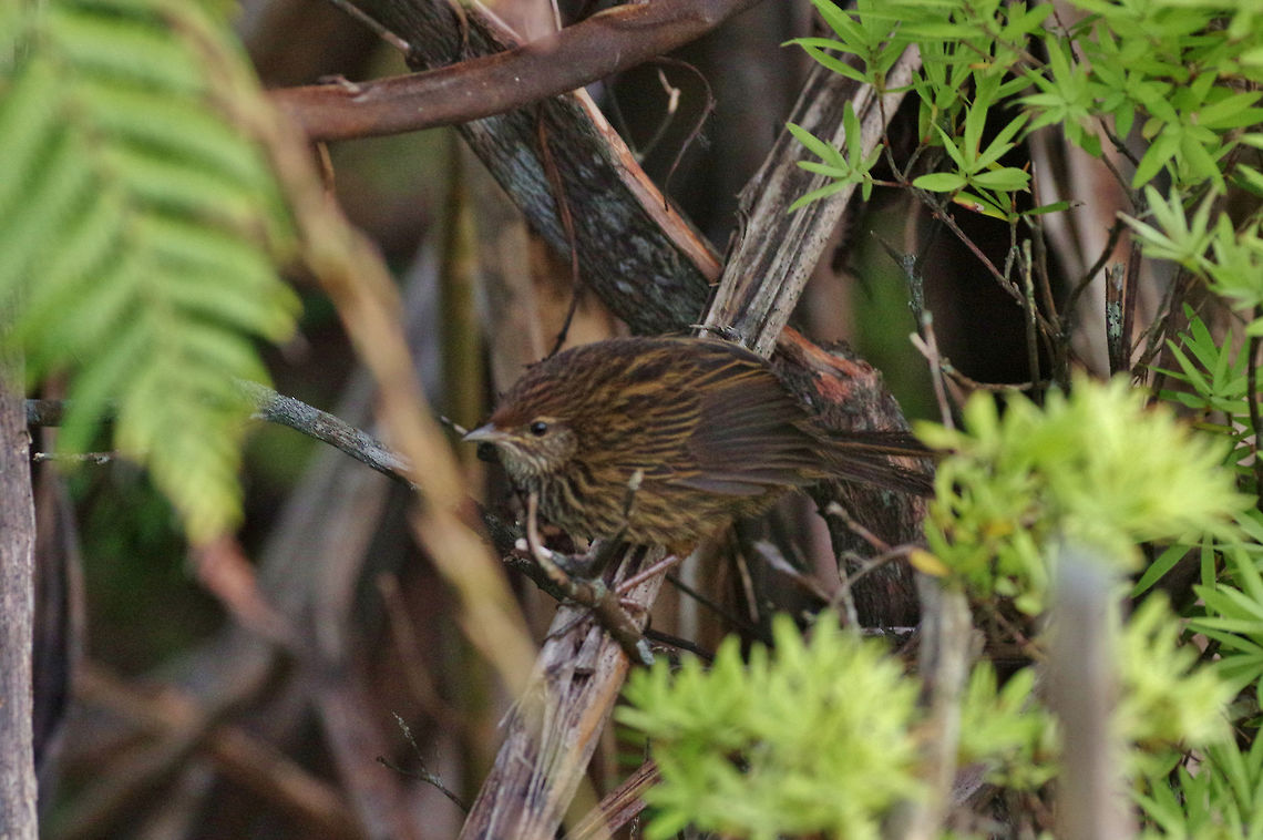 Matata / NZ fernbird (Megalurus punctatus) Ngunguru wetlands, New Zealand. Dec 29, 2016. Geotagged,Megalurus punctatus,New Zealand,New Zealand fernbird,Summer