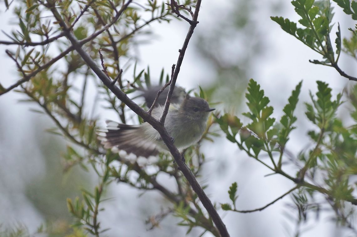Riroriro / Grey warbler (Gerygone igata) Ngunguru, New Zealand. Dec 29, 2016. Geotagged,Gerygone igata,Grey warbler,New Zealand,Summer