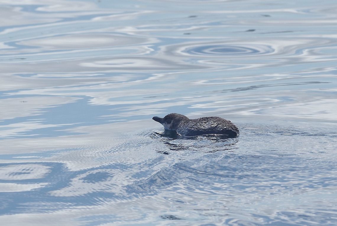 Korora / Little penguin (Eudyptula minor) Bay of Islands, New Zealand. Dec 30, 2016. Eudyptula minor,Fairy Penguin,Geotagged,New Zealand,Summer