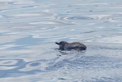 Korora / Little penguin (Eudyptula minor) Bay of Islands, New Zealand. Dec 30, 2016. Eudyptula minor,Fairy Penguin,Geotagged,New Zealand,Summer