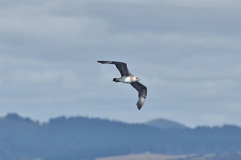 Parasitic jaeger (Stercorarius parasiticus) Bay of Islands, New Zealand. Dec 30, 2016. Geotagged,New Zealand,Parasitic jaeger,Stercorarius parasiticus,Summer