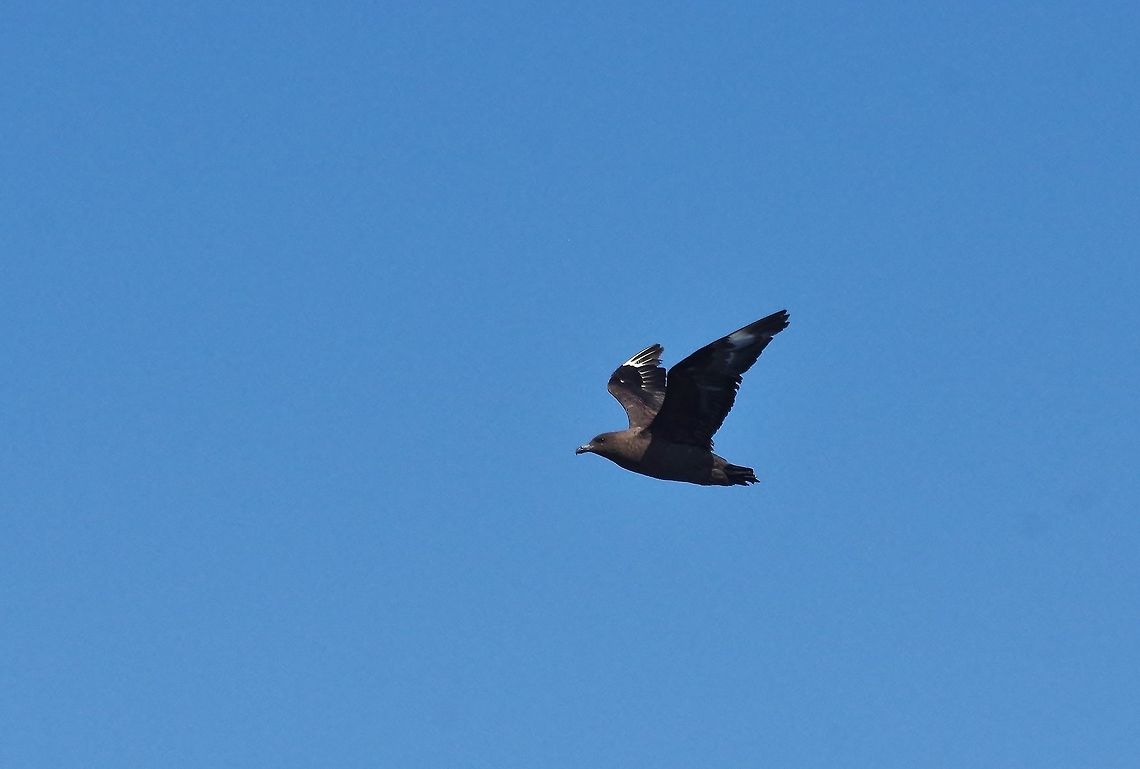 Brown skua (Stercorarius antarcticus) Trawling grounds south of Cape Town, South Africa. Apr 9, 2016. Brown skua,Fall,Geotagged,Stercorarius antarcticus