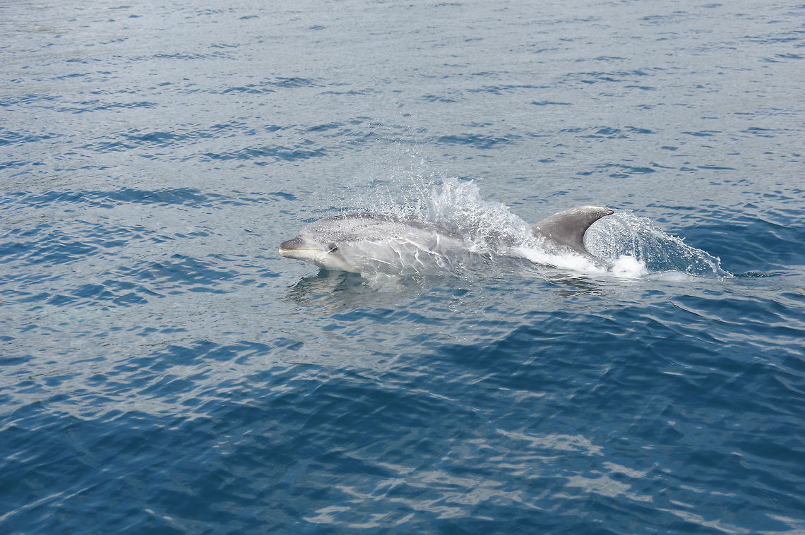Common bottlenose dolphin (Tursiops truncatus) Bay of Islands, New Zealand. Dec 30, 2016. Common bottlenose dolphin,Geotagged,New Zealand,Summer,Tursiops truncatus