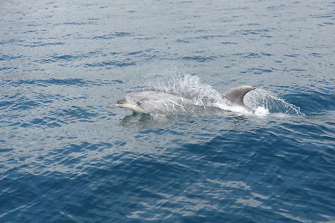Common bottlenose dolphin (Tursiops truncatus) Bay of Islands, New Zealand. Dec 30, 2016. Common bottlenose dolphin,Geotagged,New Zealand,Summer,Tursiops truncatus