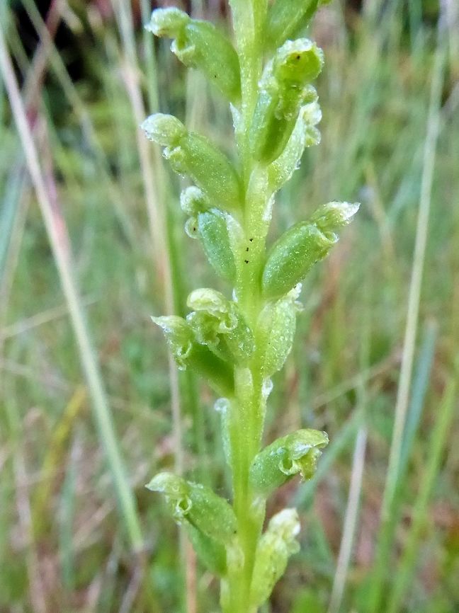 Common onion orchid (Microtis unifolia) Pupu Rangi Sanctuary, New Zealand. Dec 31, 2016 Geotagged,Microtis unifolia,New Zealand,Summer,unifolia