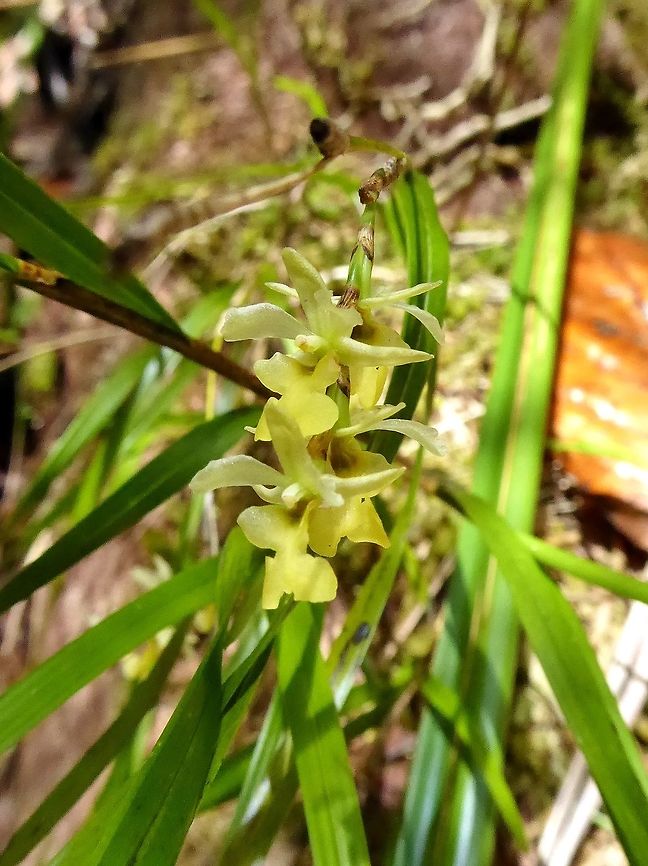 Earina aestivalis (Orchidaceae) Waipoua forest, New Zealand. Dec 31, 2016. Earina aestivalis,Geotagged,New Zealand,Summer
