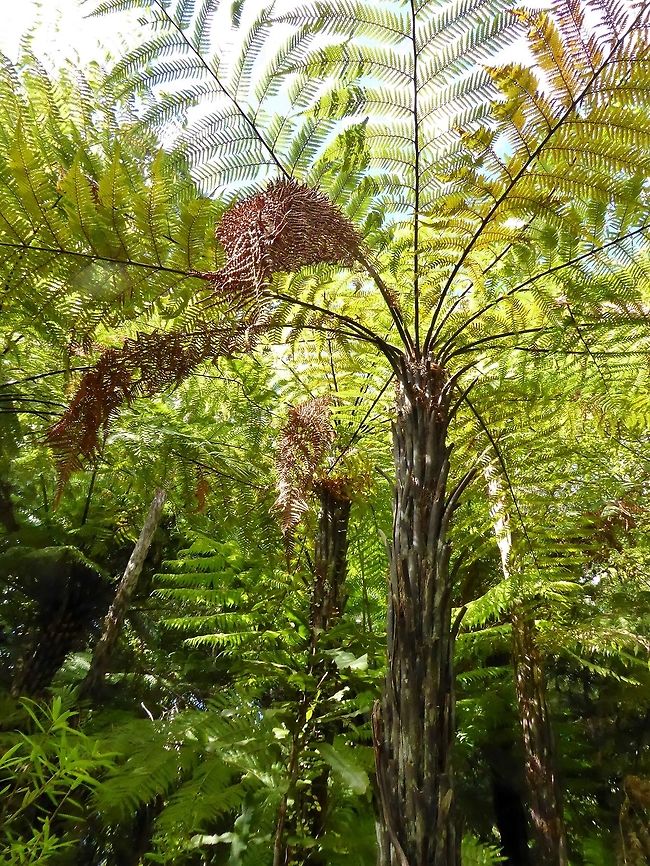 Rough tree fern/Wheki (Dicksonia squarrosa) Waitakere Ranges RP, New Zealand. Jan 1, 2017 Dicksonia squarrosa,Geotagged,New Zealand,Summer