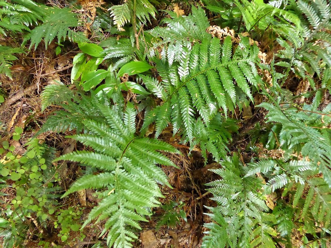 Fraser's fern (Blechnum fraseri) Waitakere Ranges, RP, New Zealand. Jan 1, 2017 Blechnum fraseri,Geotagged,New Zealand,Summer
